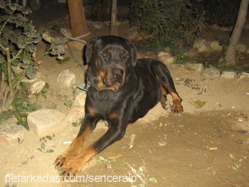 Çikin Dişi Rottweiler