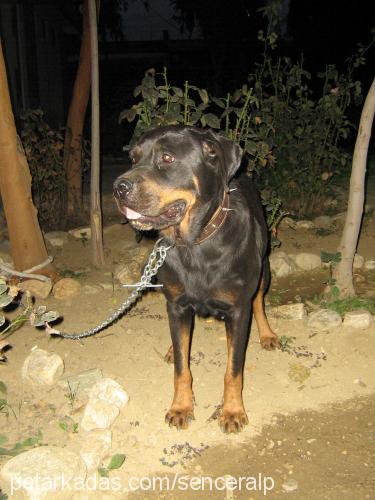 Çikin Dişi Rottweiler