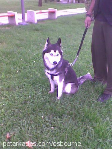 tequila Dişi Sibirya Kurdu (Husky)