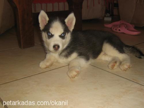 ares Erkek Sibirya Kurdu (Husky)