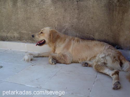 paşa Erkek Golden Retriever