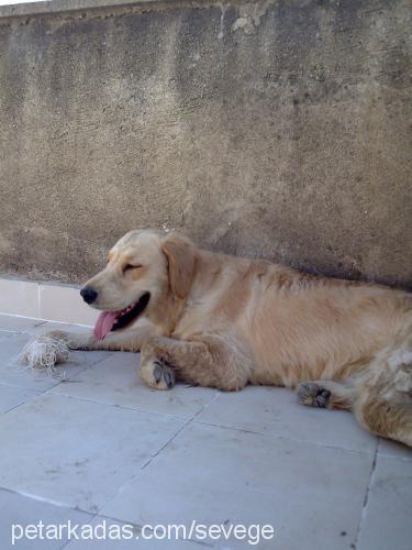 paşa Erkek Golden Retriever