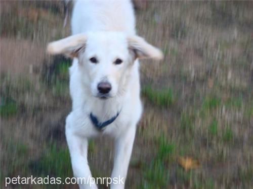 zeyno Dişi Golden Retriever