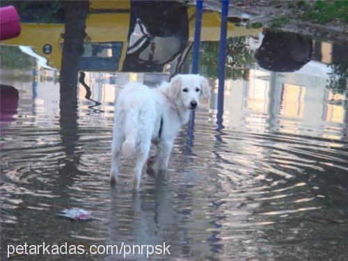 zeyno Dişi Golden Retriever