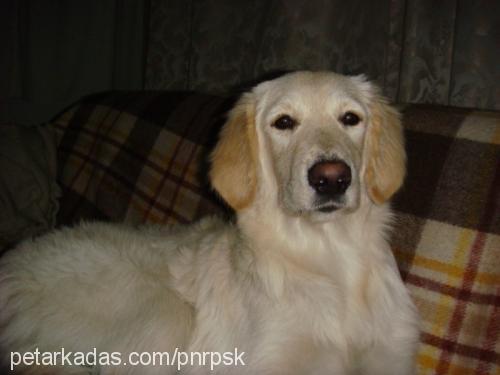 zeyno Dişi Golden Retriever