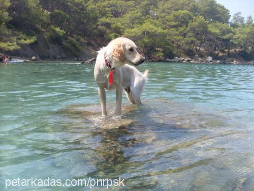 zeyno Dişi Golden Retriever