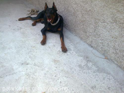 victordiablo Erkek Doberman Pinscher