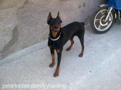 victordiablo Erkek Doberman Pinscher