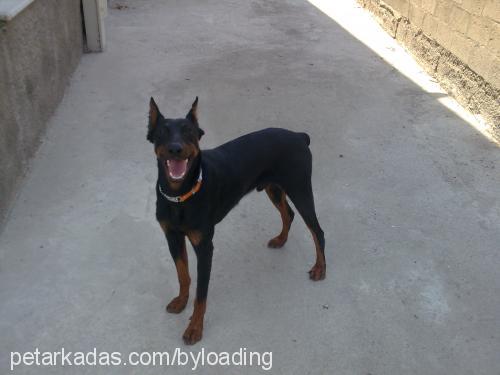 victordiablo Erkek Doberman Pinscher