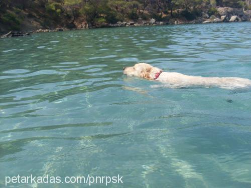 zeyno Dişi Golden Retriever