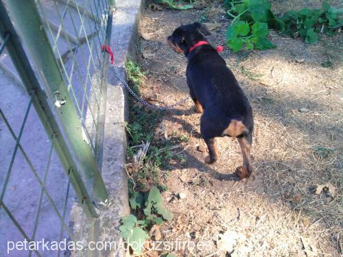 leks Dişi Rottweiler