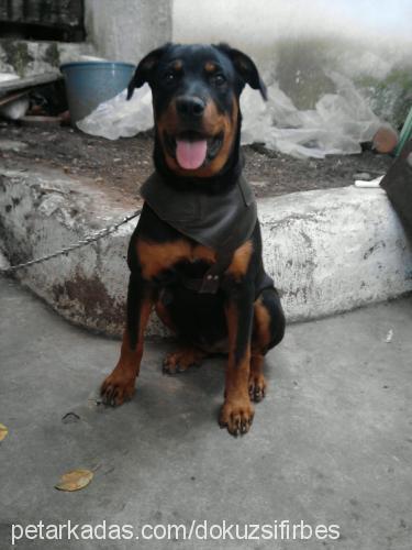 leks Dişi Rottweiler