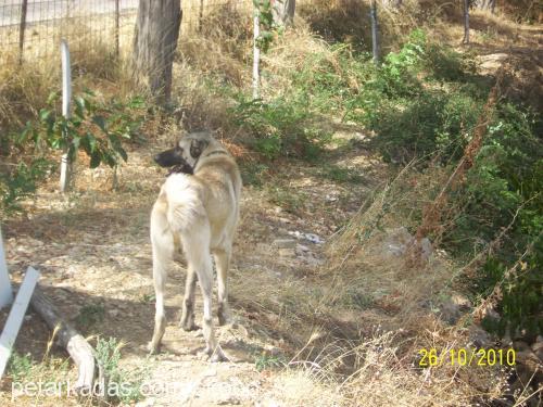 barut Erkek Kangal