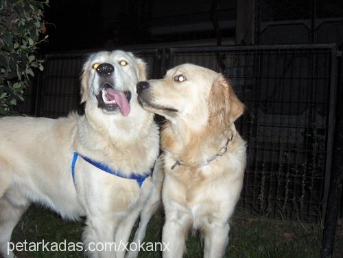 bulut Erkek Golden Retriever