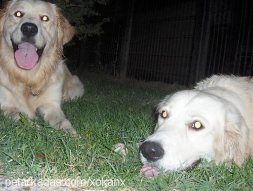 bulut Erkek Golden Retriever