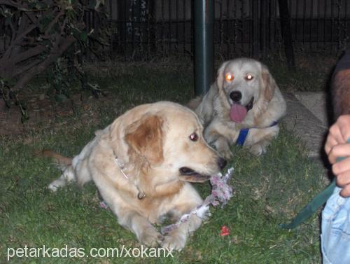 bulut Erkek Golden Retriever