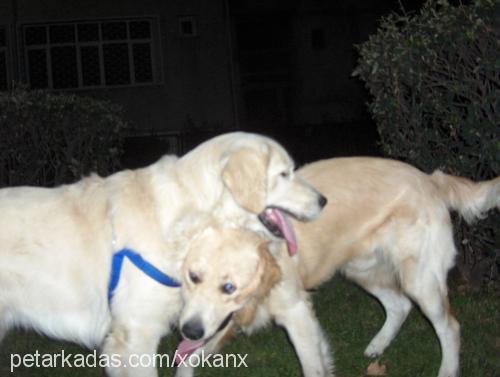 bulut Erkek Golden Retriever