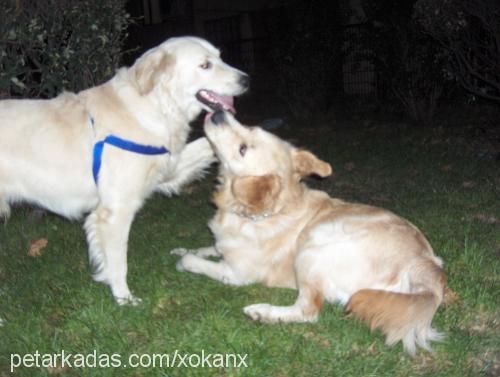 bulut Erkek Golden Retriever