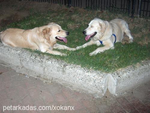 bulut Erkek Golden Retriever