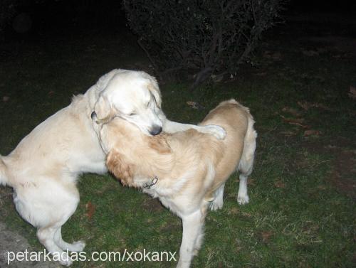 bulut Erkek Golden Retriever