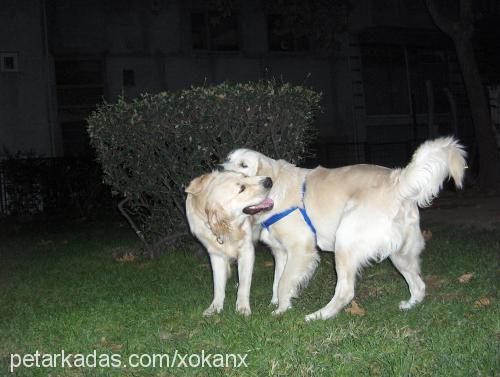 bulut Erkek Golden Retriever