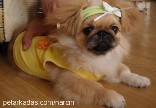 tarçın Dişi Pekingese