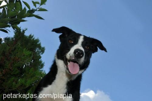 mika Erkek Border Collie