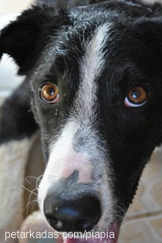 mika Erkek Border Collie