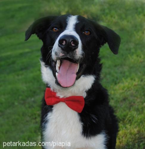 mika Erkek Border Collie