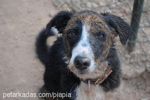 mika Erkek Border Collie