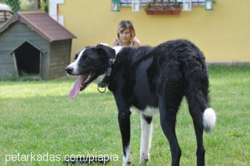 mika Erkek Border Collie