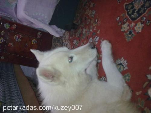 kuzey Erkek Sibirya Kurdu (Husky)