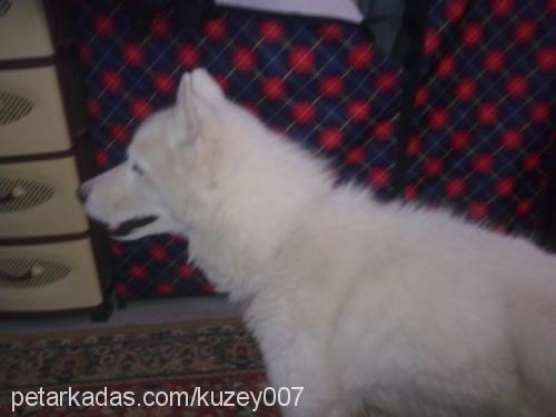 kuzey Erkek Sibirya Kurdu (Husky)