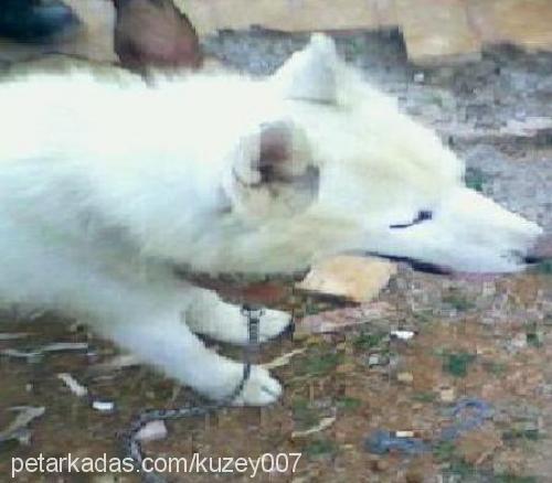 kuzey Erkek Sibirya Kurdu (Husky)