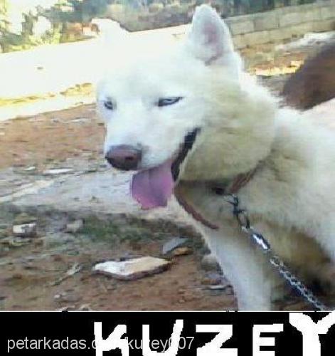 kuzey Erkek Sibirya Kurdu (Husky)