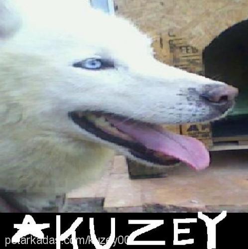 kuzey Erkek Sibirya Kurdu (Husky)