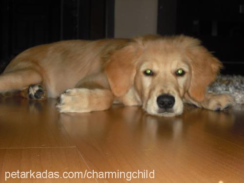 rondo Erkek Golden Retriever