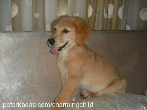 rondo Erkek Golden Retriever