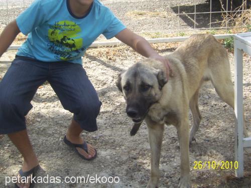 barut Erkek Kangal