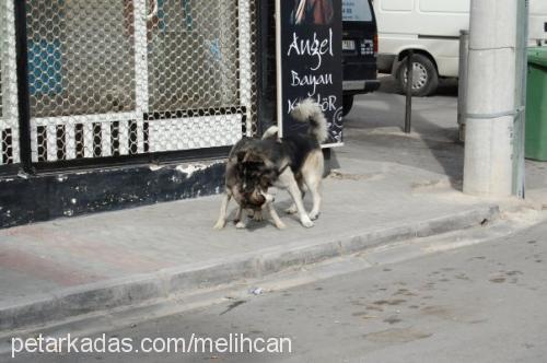 efe Erkek Sibirya Kurdu (Husky)