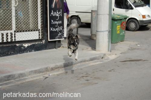 efe Erkek Sibirya Kurdu (Husky)