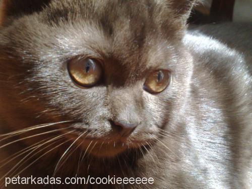 cookie Dişi British Shorthair