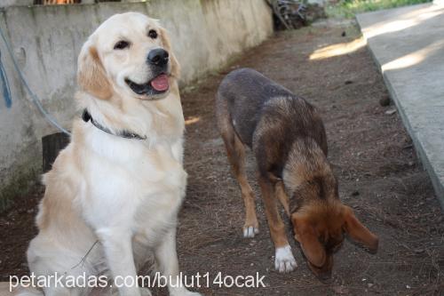 bulut Erkek Golden Retriever