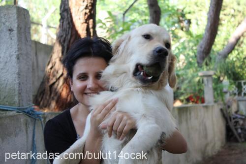 bulut Erkek Golden Retriever