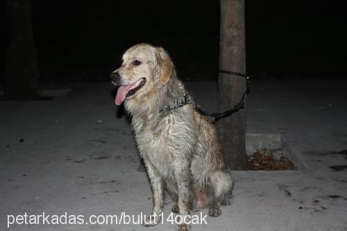 bulut Erkek Golden Retriever