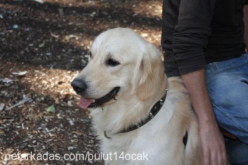 bulut Erkek Golden Retriever