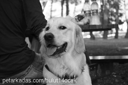 bulut Erkek Golden Retriever