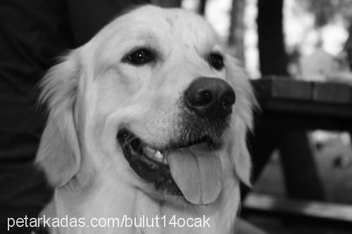 bulut Erkek Golden Retriever