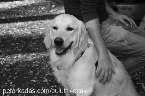 bulut Erkek Golden Retriever