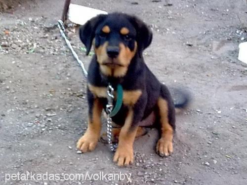 rachel Dişi Rottweiler